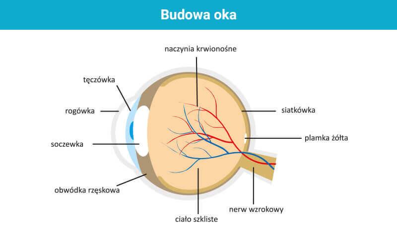 budowa oka